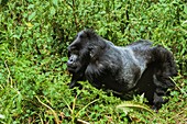 Ruanda,Nordprovinz,Volcanoes-Nationalpark,Susa-Gruppe,mit 35 Individuen die größte Gorillagruppe im Park