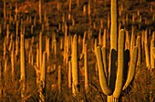 Vereinigte Staaten,Arizona,Saguaro-Nationalpark,der Saguaro-Nationalpark ist bekannt für seine vielen Kakteen,von denen der Saguaro der berühmteste ist