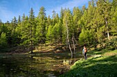 Frankreich,Hautes Alpes,Oisans-Massiv,Ecrins-Nationalpark,Vallouise,Wanderung zur Pointe des Tetes,Charbonnieres-See inmitten von Melezes