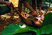 Congo, East, Lobeke, Baka men hunt and trap in the surrounding forest with poisonous arrows and spears