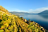 Switzerland, Canton of Vaud, Lavaux Vineyard Terraces listed as World Heritage by UNESCO, it extends from Montreux to Lausanne on 32km along Lake Geneva and 850ha, the village of Saint Saphorin