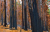 Vereinigte Staaten,Kalifornien,Yosemite National Park,Mariposa Grove Sequoia Forest