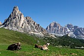 Italien,Venetien,Provinz Belluno,Dolomiten,UNESCO-Welterbe,Passo Giau oder Santa Lucia Pass (2462 m)