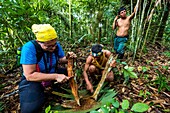 Ecuador,Tena,Eintauchen in das Leben der Waoranis am Rio Nushino,Erlernen der Technik der Herstellung von Curare aus einer Lianenrinde im Wald