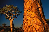 South Africa, Namaqualand, Quiver tree forest, the quiver tree (Aloidendron dichotomum) is a species endemic to the Namibian desert