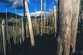 United States, Washington State, Mount Saint Helens volcano eruption, shot thousands of trunks, Spirit Lake