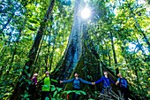 Ecuador, Tena, immersion life experience with the Waoranis of the Rio Nushino, giant cotton-tree, kapok, ceibo or Ceiba pentandra, fraternal circle around its trunk