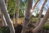 Italy, Sicily, Mount Etna Regional Nature Park, Mount Etna, UNESCO World Heritage Site, North Slope, birch of Etna (Betula Aetnensis) endemic species