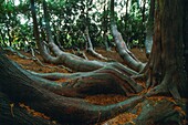 Frankreich,Bretagne,Vitré,Frankreich,Bretagne,Ille et Vilaine,Vitré,im Parc de Vitré steht eine bemerkenswerte Thuja aus Kalifornien Sie wurde 2013 als bemerkenswerter Baum ausgezeichnet