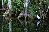 Vereinigte Staaten,Florida,Everglades National Park,Silberreiher im Everglades National Park