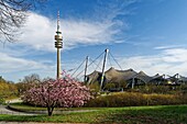 Deutschland,Bayern,München,Olympiapark mit dem Olympiastadion und dem Olympiaturm