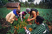 Indonesia, Java, Bromo Volcano, Every year ceremonies take place on the volcano