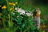 United States, Montana, Waterton Glacie National Park, United States, Montana, Waterton Glacier National Park, Columbia Ground Squirrels, (Urocitellus columbianus) feed on plants, seeds and various plants