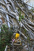 Thailand, Ayutthaya Temples, many Buddha statues are scattered among the ruins of the temples