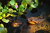 Venezuela, Orinoco, Amazonia, Anacondas are semi-aquatic snakes non-venomous constrictors