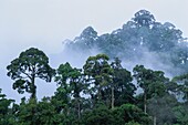 Malaysia,Borneo,Danum Valley,Danum Valley-Schutzgebiet