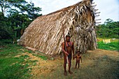 Ecuador, Orellana, Rio Cononaco, Traditional hut, the Huaorani are one of the last two tribes of hunter-gatherers who live in the heart of the rainforest of Ecuador