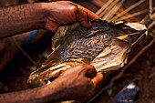 Congo, East, Lobeke, Baka women grow plants, such as plantains, cassavas and bananas, and practice beekeeping