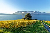 Switzerland, Canton of Vaud, Lavaux Vineyard Terraces listed as World Heritage by UNESCO, it extends from Montreux to Lausanne on 32km along Lake Geneva and 850ha