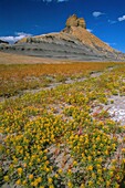 Vereinigte Staaten,Utah,Glen Canyon National Recreation,Frühlingsblüte in der Wüste um den Lake Powell