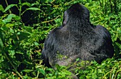 Ruanda,Nordprovinz,Volcanoes National Park,der Berggorilla (Gorilla beringei) kann zwei Meter hoch werden und 300 Kilo wiegen