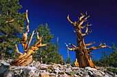 United States, Nevada, Great Basin National Park, the Bristlecone Pine, oldest tree on Earth