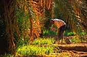 Algerien,Great Western Erg,Sahara,Timimoun,Gärten in der Oase von Timimoun