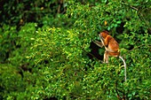 Malaysia, Borneo, Bako National Park, the Nasal (Nasalis larvatus) is an arboreal monkey from the island of Borneo It is classified in danger by IUCN