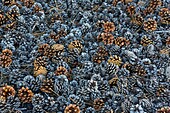 Italy, Sicily, Mount Etna Regional Nature Park, Mount Etna, UNESCO World Heritage Site, North Slope, pine cones Laricio