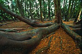 Frankreich,Bretagne,Vitré,Frankreich,Bretagne,Ille et Vilaine,Vitré,im Parc de Vitré steht eine bemerkenswerte Thuya aus Kalifornien Sie wurde 2013 als bemerkenswerter Baum ausgezeichnet