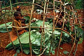 Congo, East, Lobeke, Baka pygmies groups build huts built with curved branches and covered with large leaves