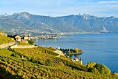 Switzerland, Canton of Vaud, Lavaux Vineyard Terraces listed as World Heritage by UNESCO, it extends from Montreux to Lausanne on 32km along Lake Geneva and 850ha, the city of Montreux in the background