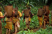 Congo, East, Lobeke, Baka women grow plants, such as plantains, cassavas and bananas, and practice beekeeping