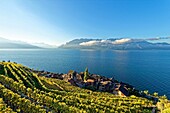 Schweiz,Kanton Waadt,Weinbergterrassen des Lavaux,die von der UNESCO zum Weltkulturerbe erklärt wurden,sie erstrecken sich von Montreux bis Lausanne auf 32 km entlang des Genfer Sees und 850 ha,das Dorf Saint Saphorin