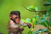 Malaysia, Borneo, Bako National Park, Young Crab-eating Macaque