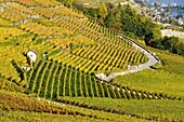 Switzerland, Canton of Vaud, Lavaux Vineyard Terraces listed as World Heritage by UNESCO, it extends from Montreux to Lausanne on 32km along Lake Geneva and 850ha