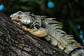 Kolumbien,Departamento Bolivar,Cartagena de los Indias,koloniales Zentrum,von der UNESCO zum Weltkulturerbe erklärt,Baumleguan,Iguana iguana,im Centenario Park