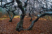 France, Champagne Ardenne, Verzy, France, Champagne Ardenne, Marne, Verzy, with more than 1,000 forgery, the Verzy Forest is the main world fake reserve