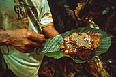 Congo, East, Lobeke, the Baka people monitor the activity of bees to obtain honey