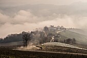 Italy, Piedmont, Province of Cuneo, The Langhe Wine Region, listed as World Heritage by UNESCO