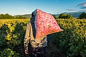 Bulgaria, Stara Zagora, Kazanlak, The Valley of Roses, harvesting roses on the fields of the Enio Bonchev distillery