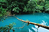 Costa Rica, Guanacaste, Tenorio National Park, Rio Celeste