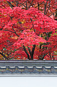 Ahornbäume am Eikando-Tempel in Kyoto im Herbst.