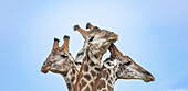 A trio of giraffe, Giraffa, close-up of their heads.