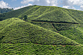 The Cameron Highlands, mountains and tea plantations, view over the rolling terrain with lush green foliage.