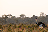 A male ostrich, Struthio camelus, walking through grass.