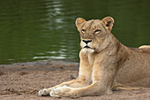 A lioness, Panthera leo, lying next to a dam.