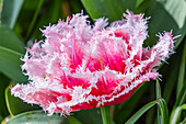 Niederlande,Südholland,Lisse. Rote,rosa und weiße gekräuselte Tulpe.