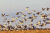 Schneegänse (Anser caerulescens) beim Abflug von einem Feld,Marion County,Illinois.
