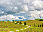 Italy, Tuscany. Chianti Region, winding road through Spring vineyards lined with cypress